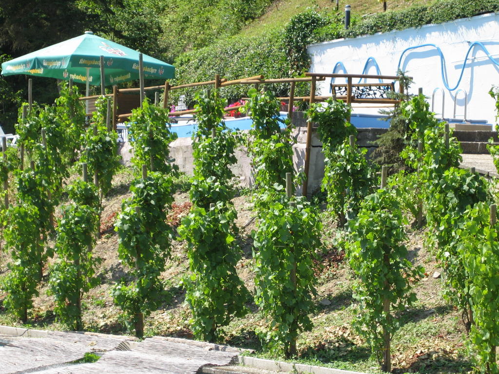 Landhotel Weinhaus Treis Weinähr Zewnętrze zdjęcie